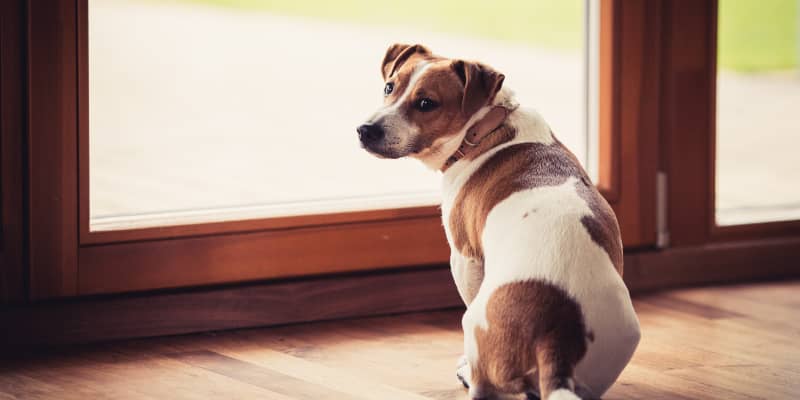 Doggy door for apartments top